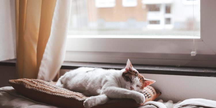 Nguồn:
Manja Vitolic/ Unsplash